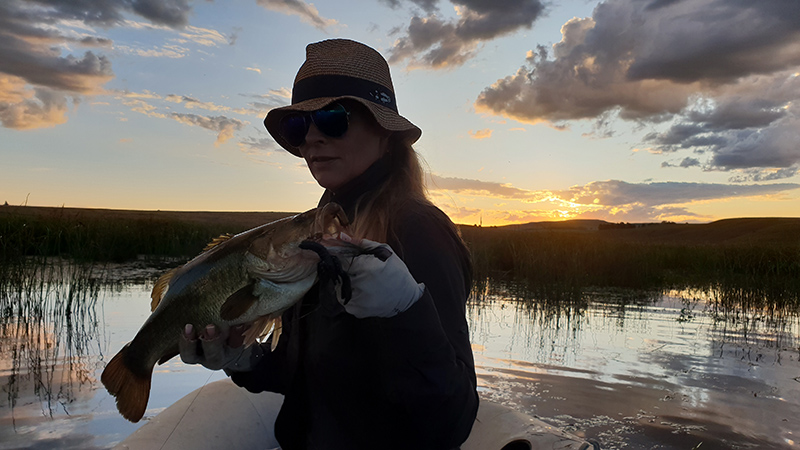 Bass caught at sunset, Little Long Creek, 2023