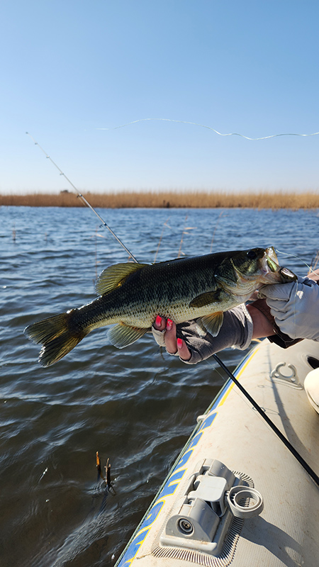 A small bass caught at Klerkskraal Dam in the wind