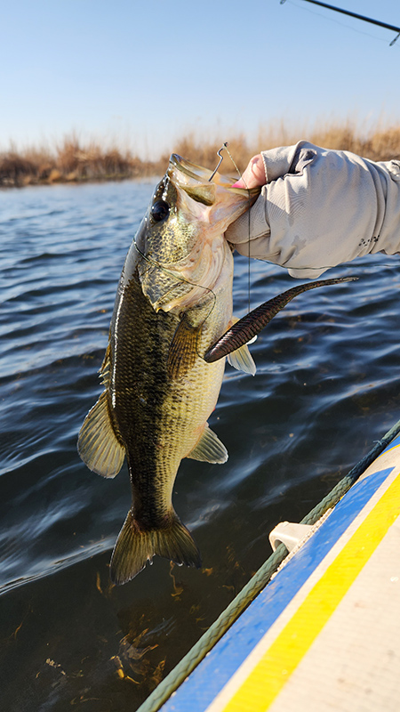 Nice bass caught at Klerkskraal Dam