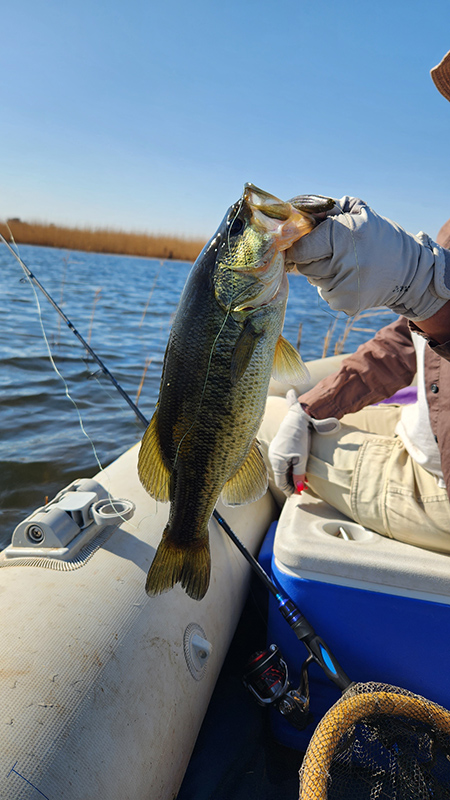 Another small bass caught at Klerkskraal Dam in the wind