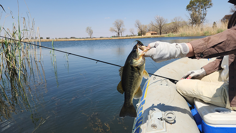 Another bass caught on a fluke at Potch Dam