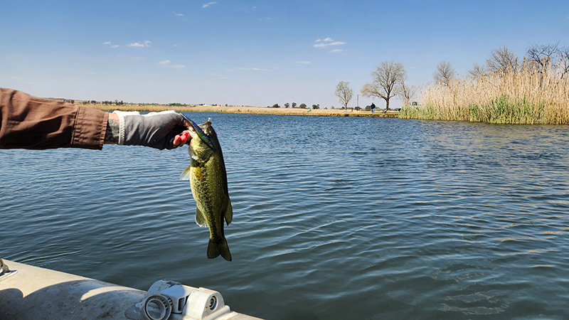 Nice bass caught on a fluke at Potch Dam