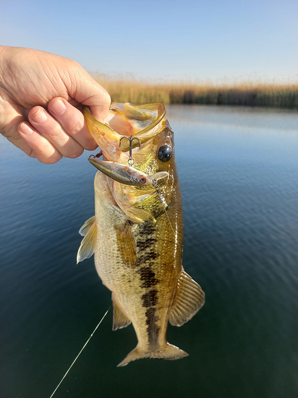 Small bass caught on a jerkbait at Twitcher's Eden