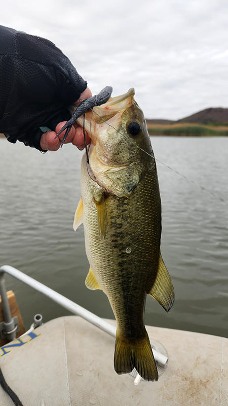 donkerpoort dam metsi metsi bass