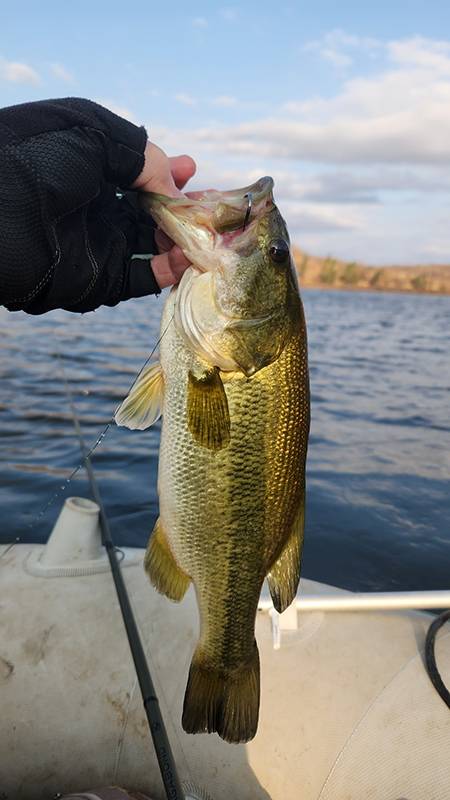 warmbad dam bass