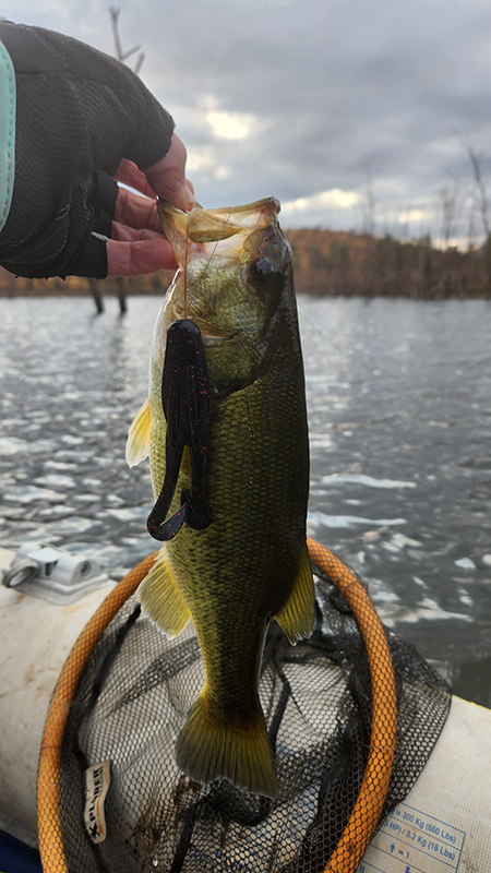 warmbad dam small bass