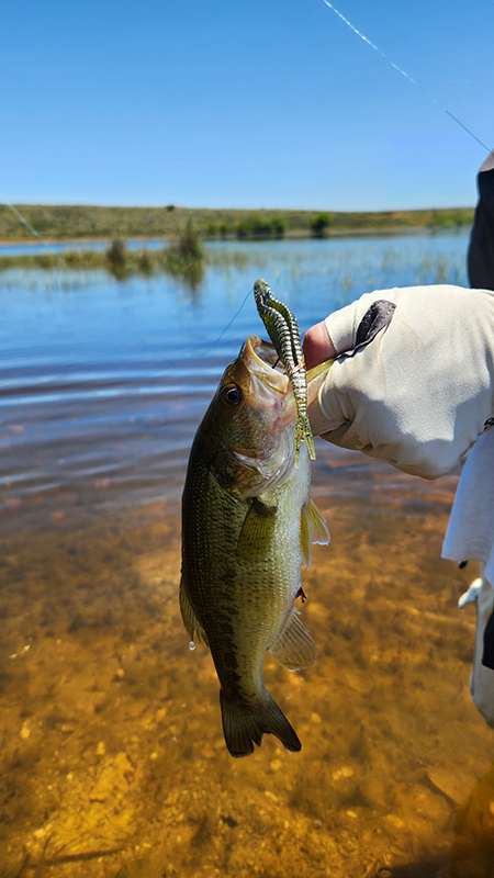 great escape oudtshoorn big dam catching bass