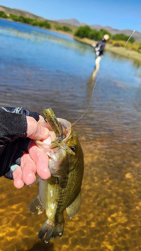 great escape oudtshoorn big dam fishing from side