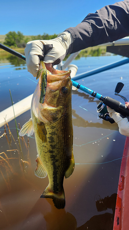 great escape oudtshoorn house bass fishing